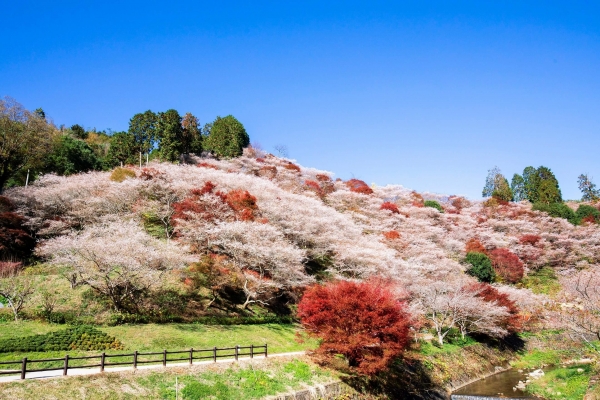 【ツアーA】香嵐渓　小原四季さくら